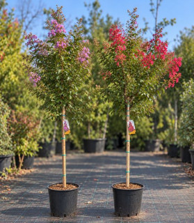 Lagerstroemia indica 1m kmeň mix farieb